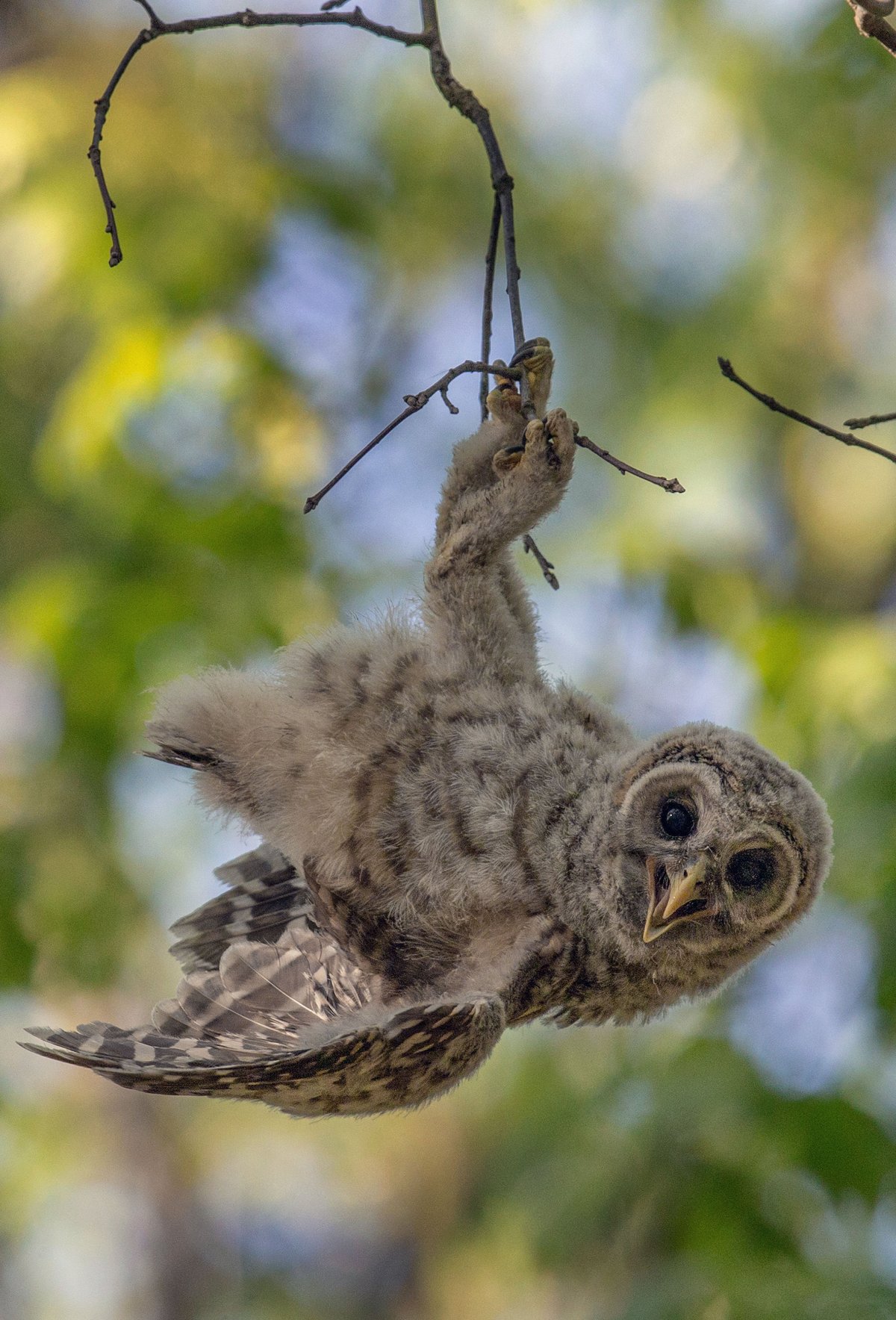 Ушастая Сова лапы