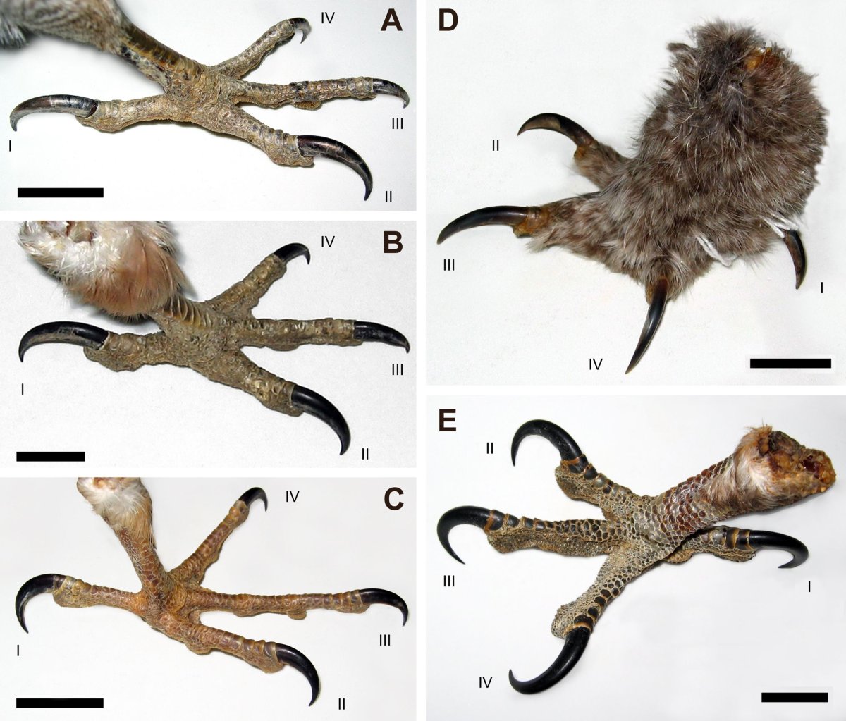 Анатомия лапы птицы