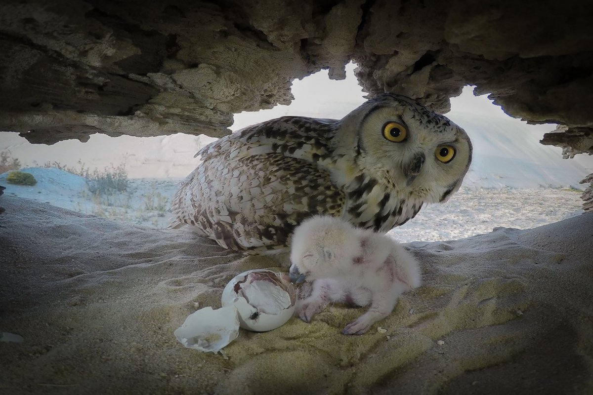 Детеныш полярной Совы