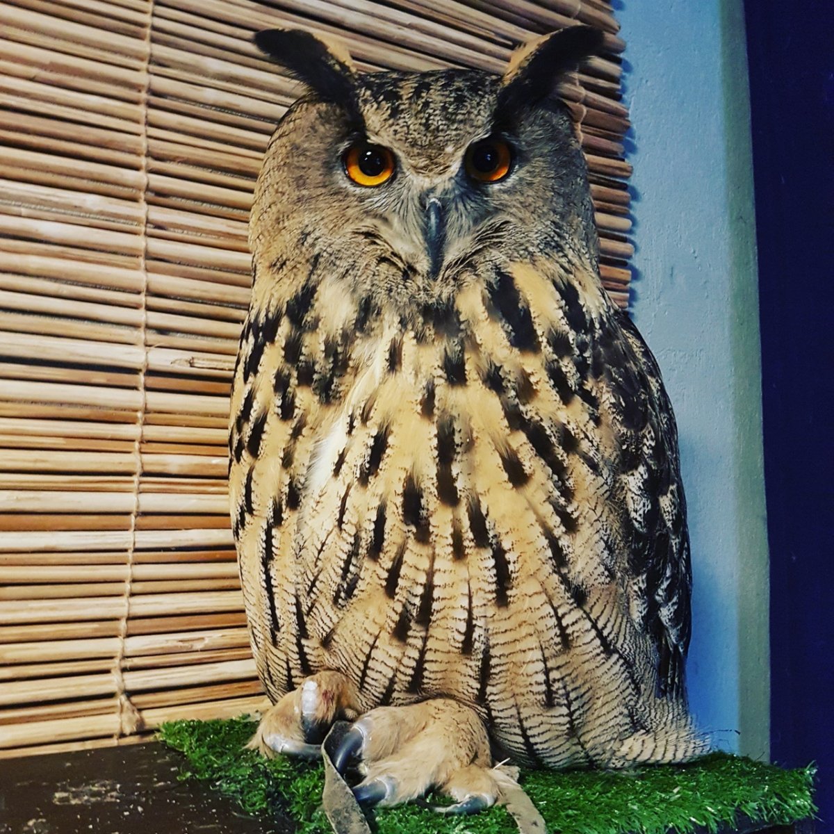 Сова сидит на попе