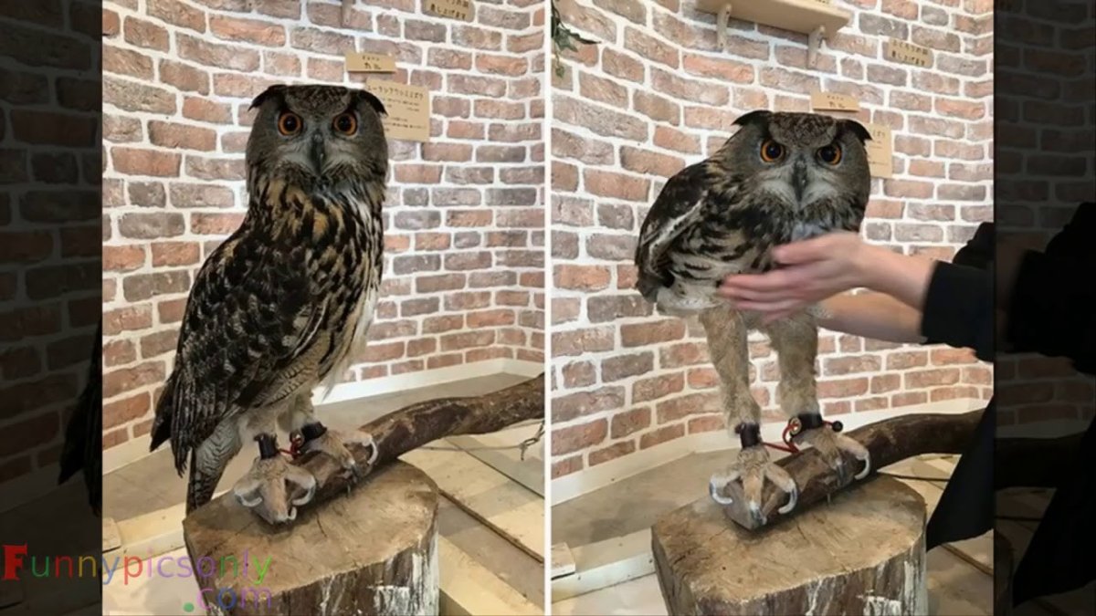 Ноги Совы без перьев