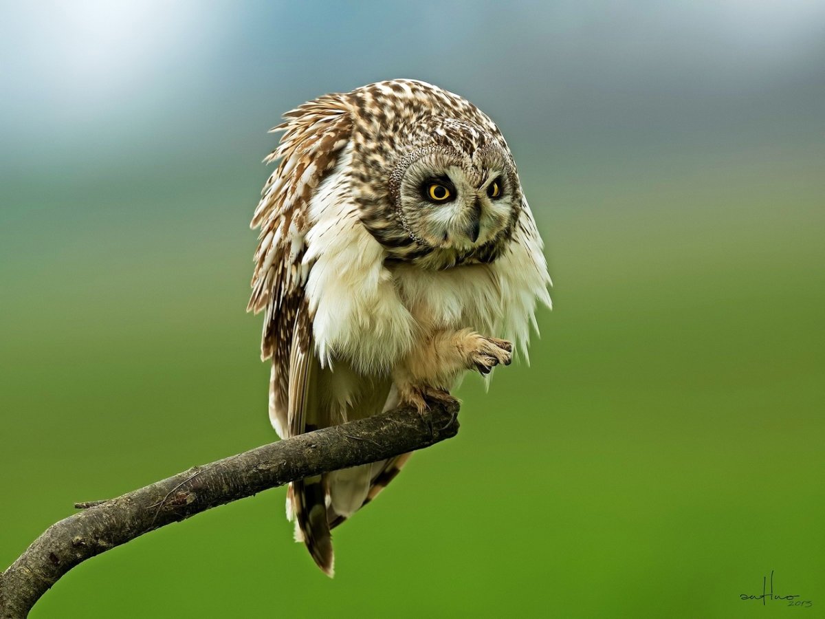 Лапа птенца Совы