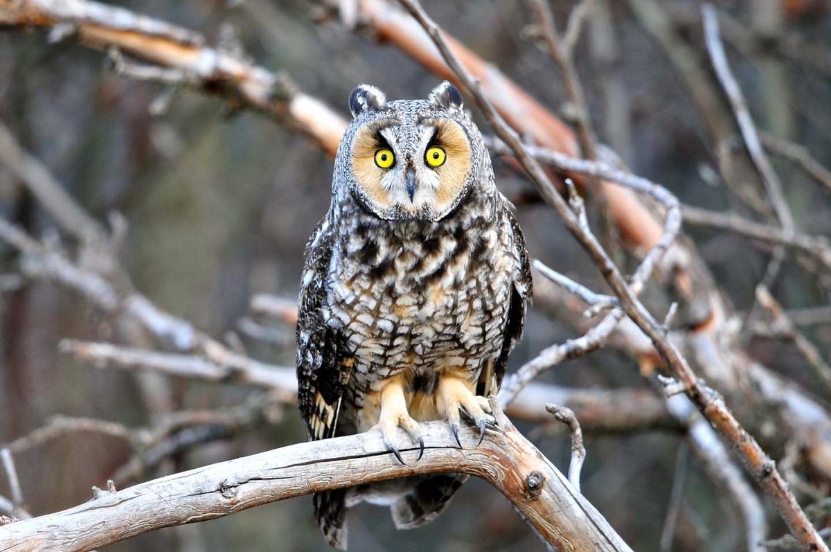 Ушастая Сова лапы