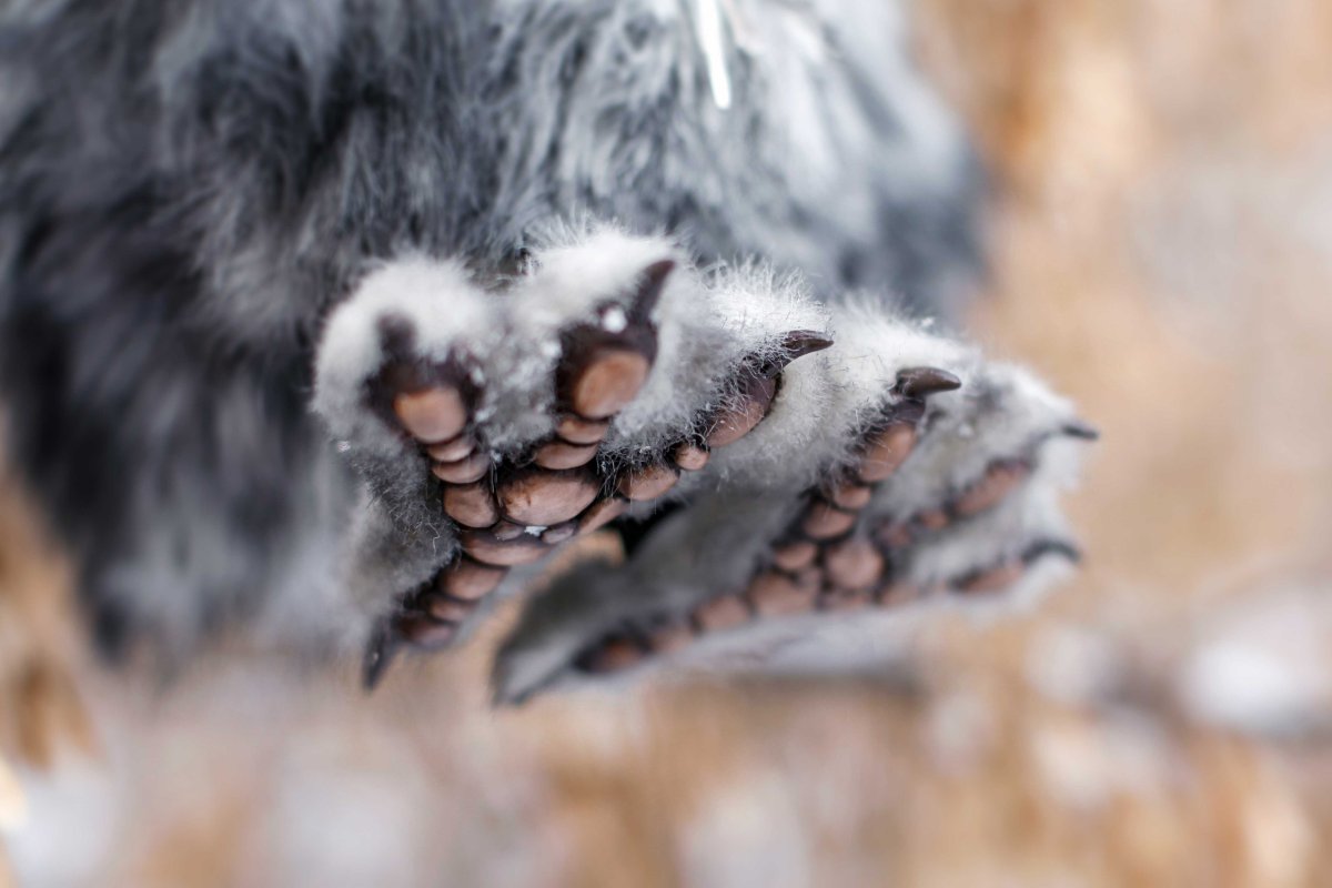 Лапы Филина