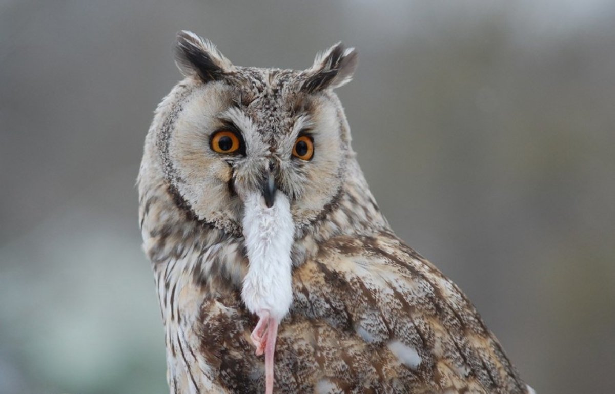 Полярная Сова когти