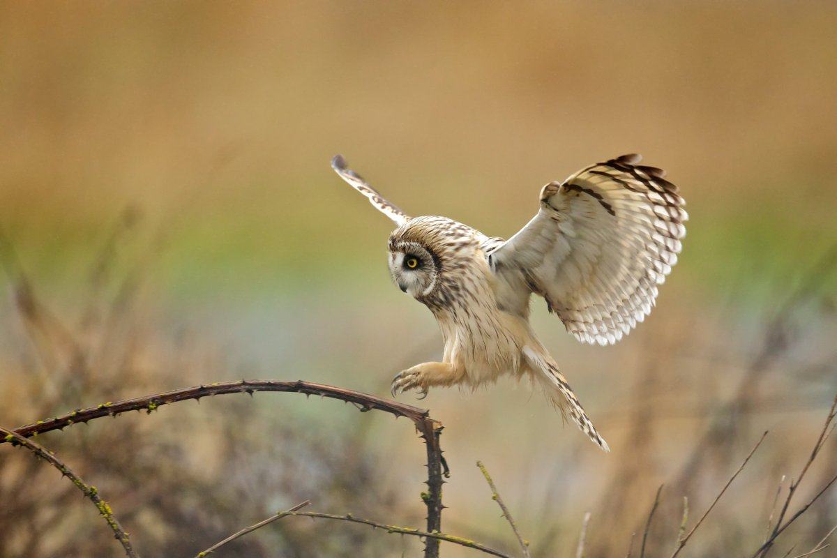 Болотная Сова летит