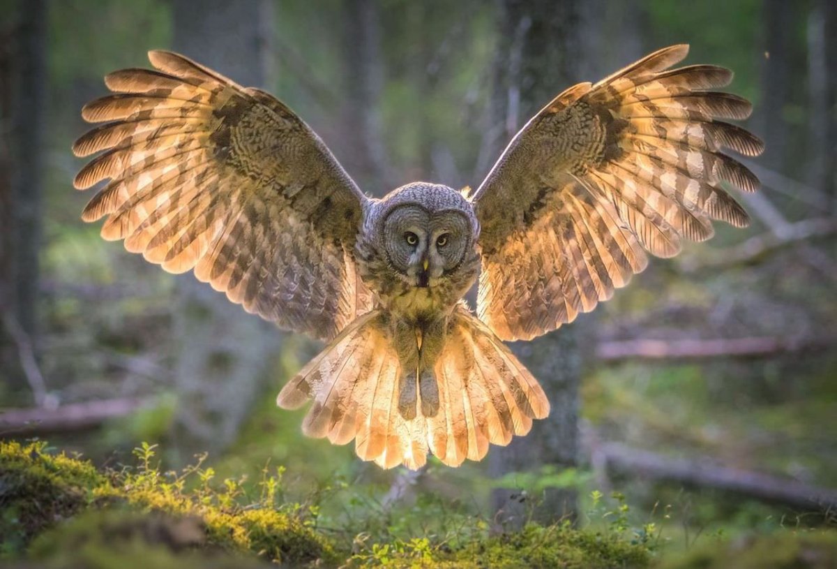 Сова приземляется