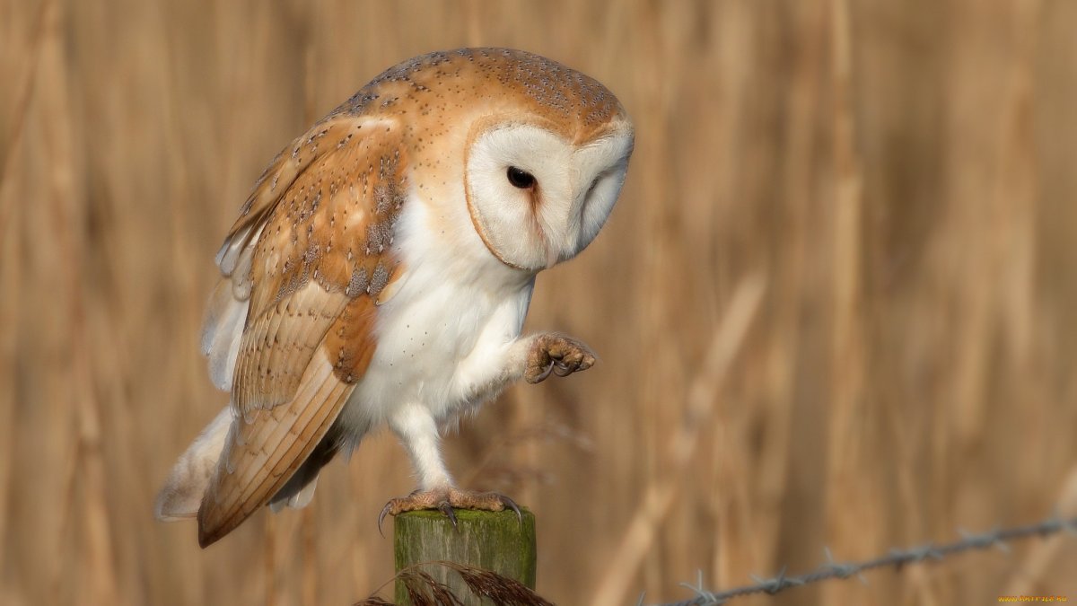 Королёк и сипуха