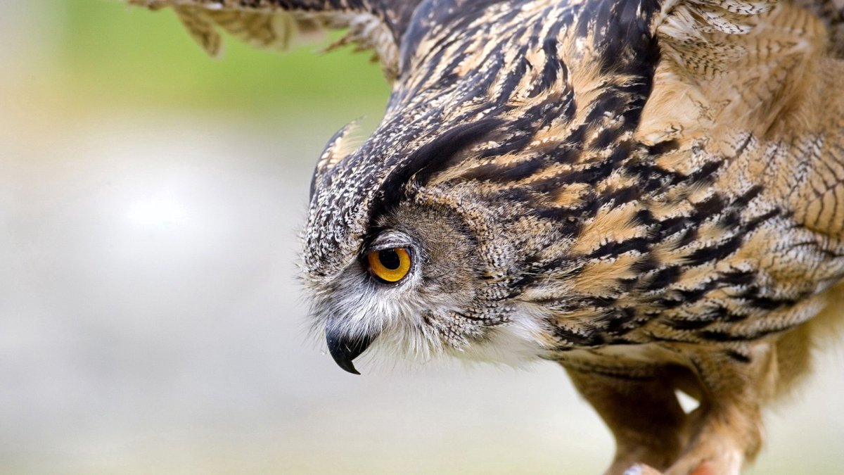 Филин нападает