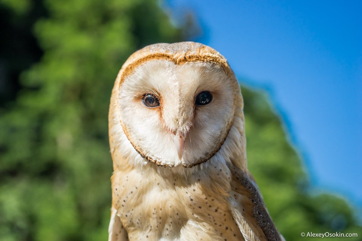 Капуша птица