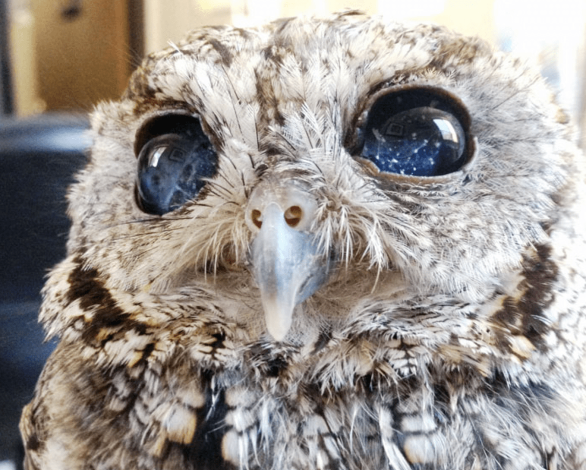 Бородатая неясыть Крылья