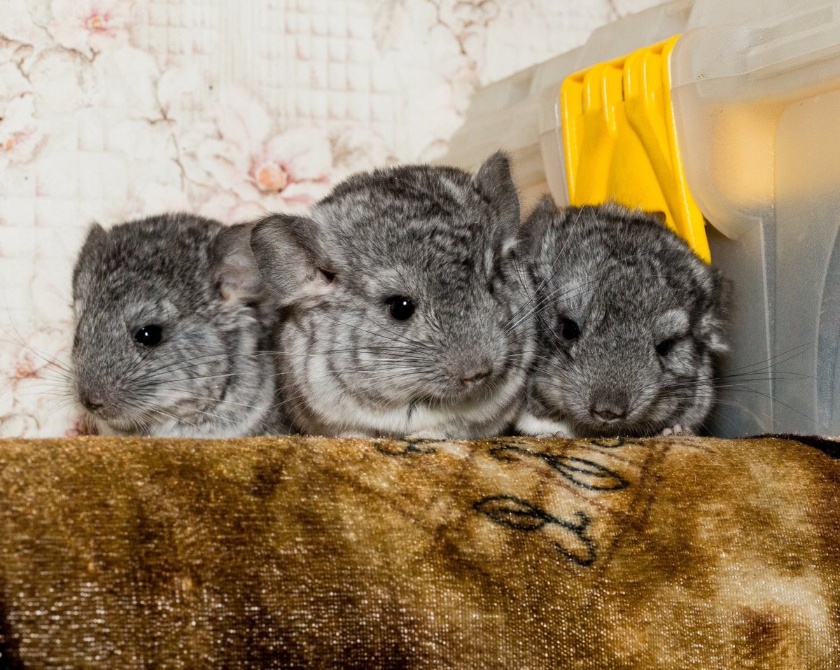 Мраморная шиншилла