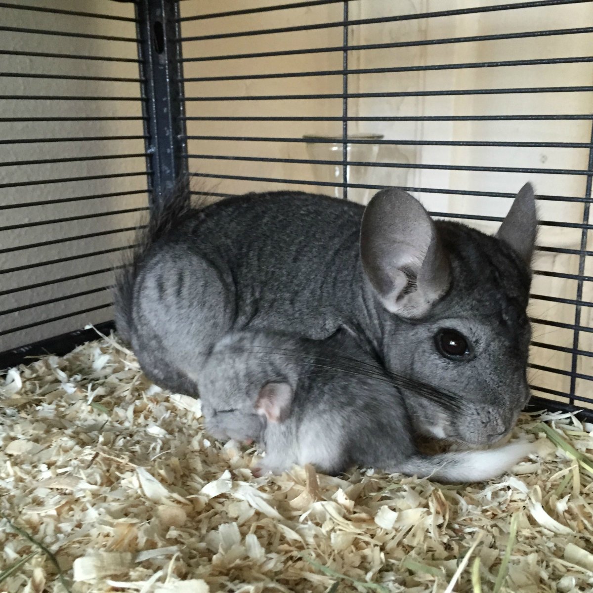 Шиншилла маленькая