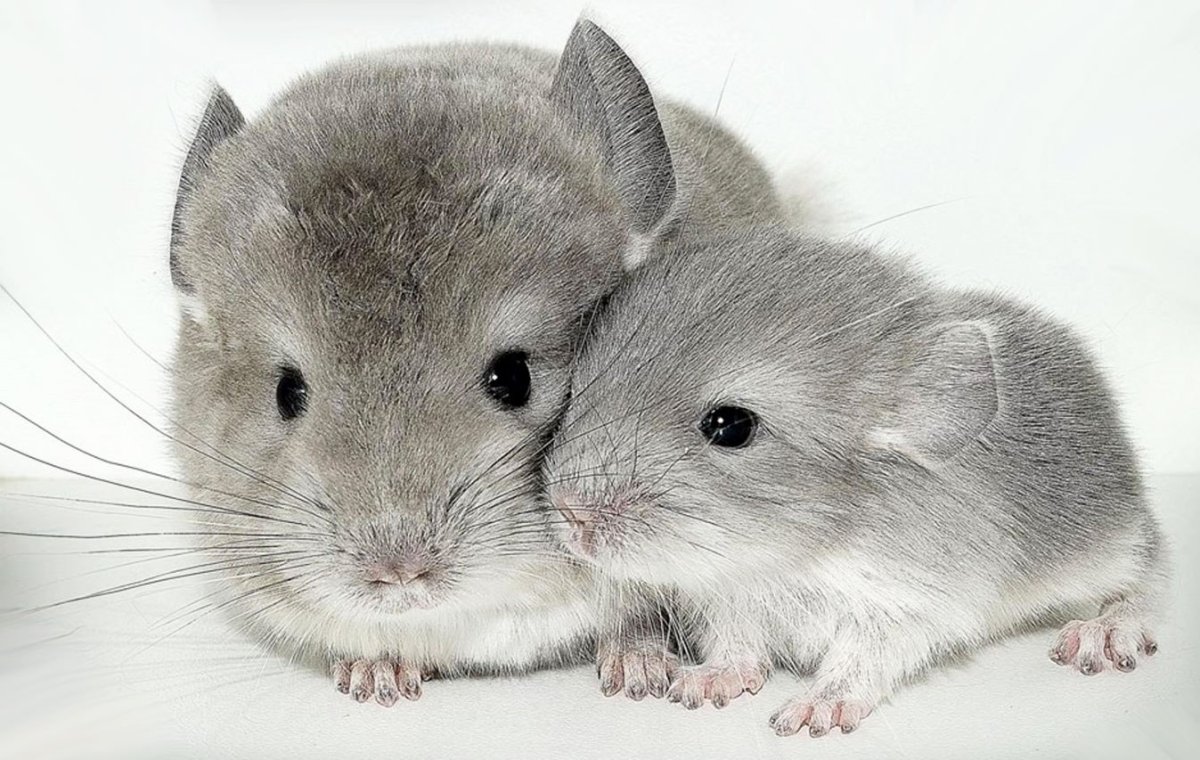 Шиншилла с шиншиленком