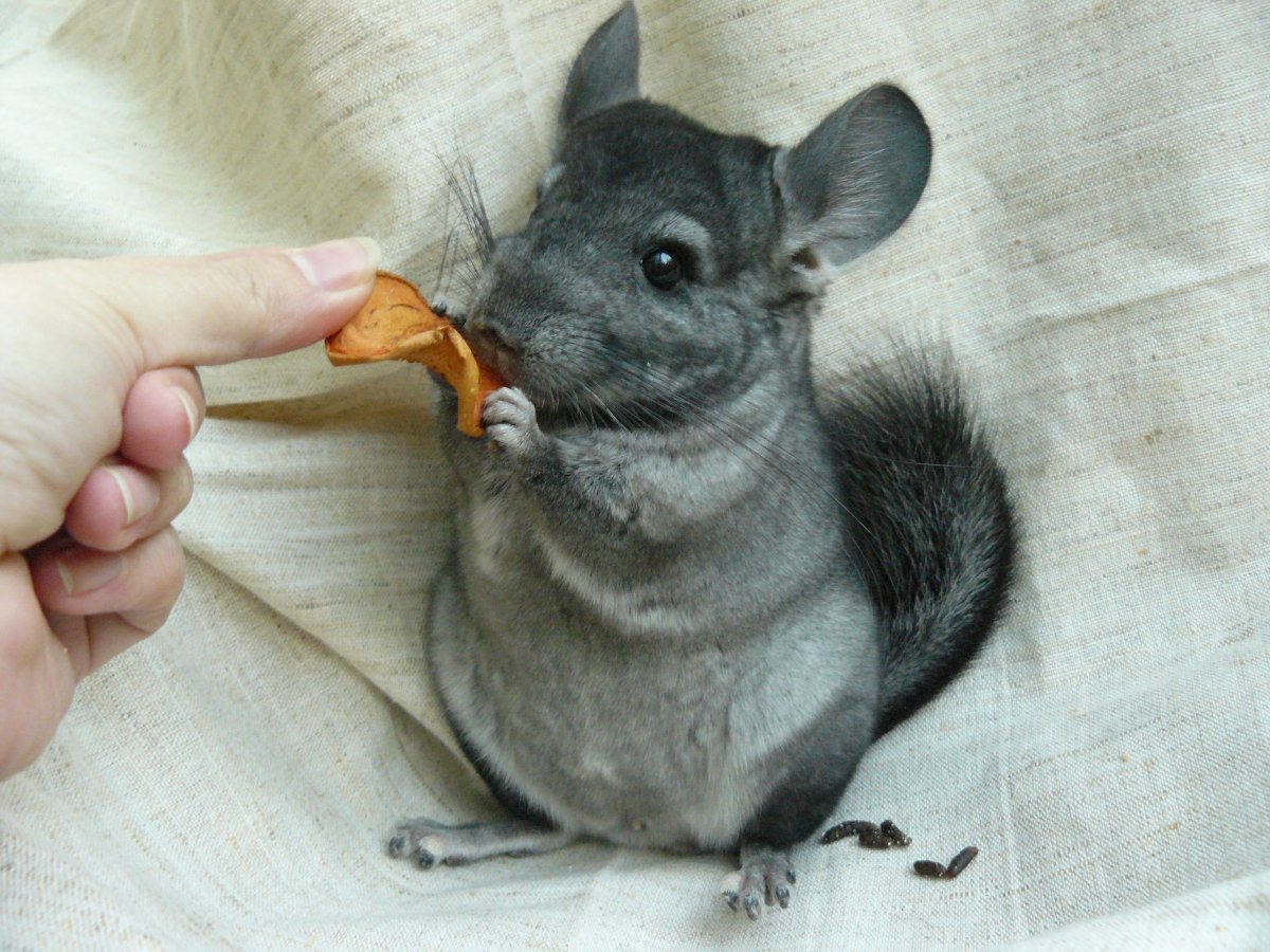 Детеныш шиншиллы