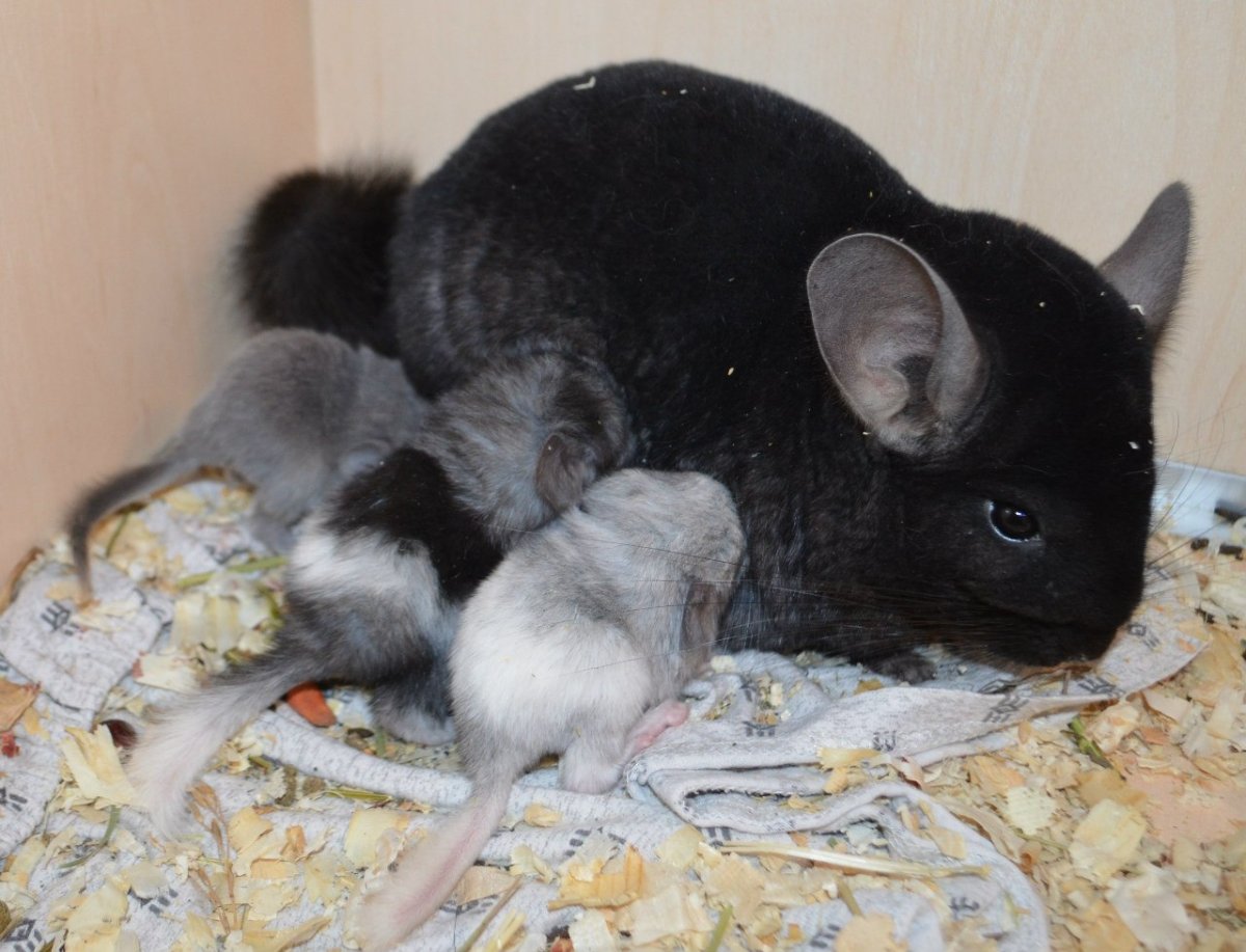 Шиншилла домашняя пятнистые