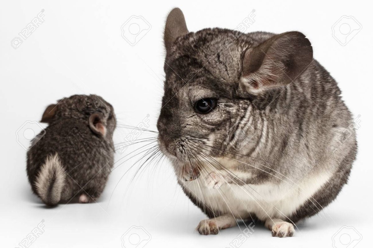 Шиншилла вид спереди