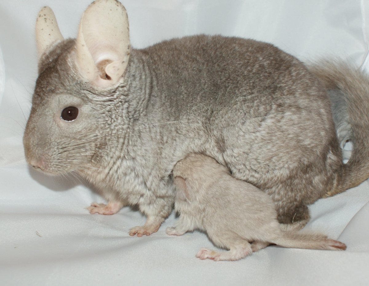 Шиншилла монстр