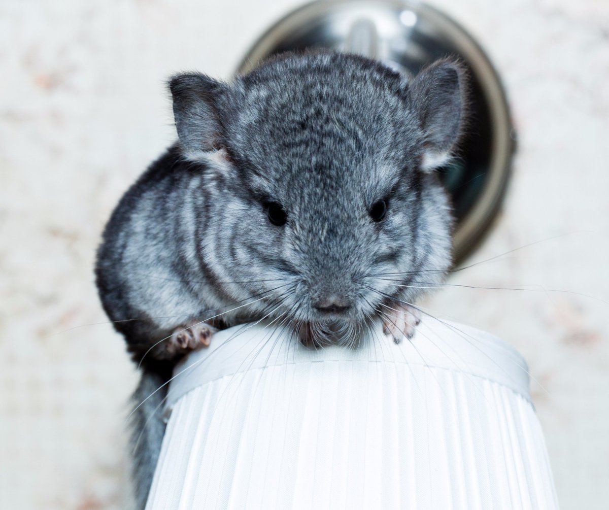 Детеныш шиншиллы