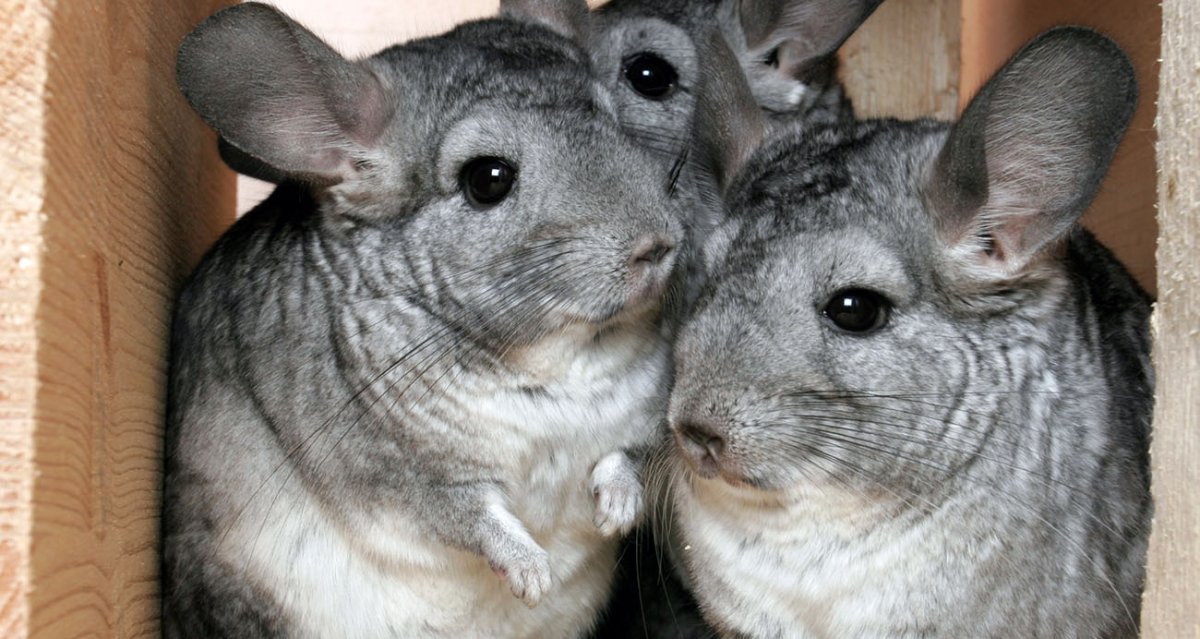 Шиншиллы парочка