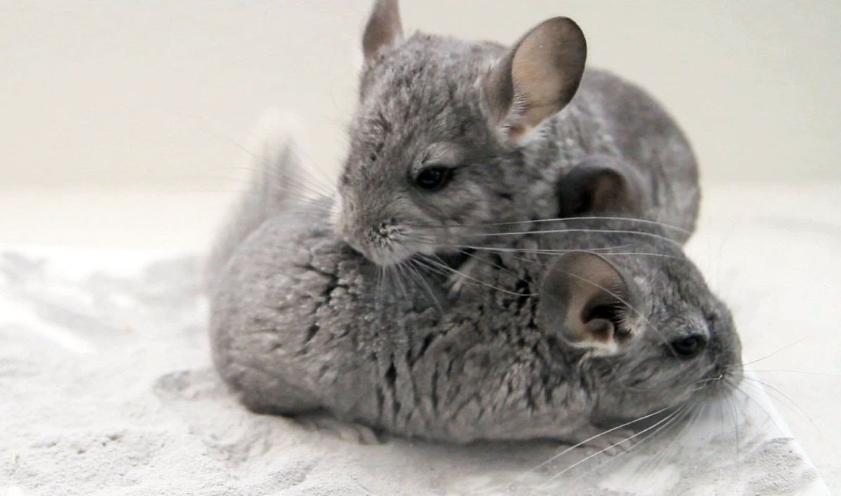 Шиншилла длиннохвостая детеныш