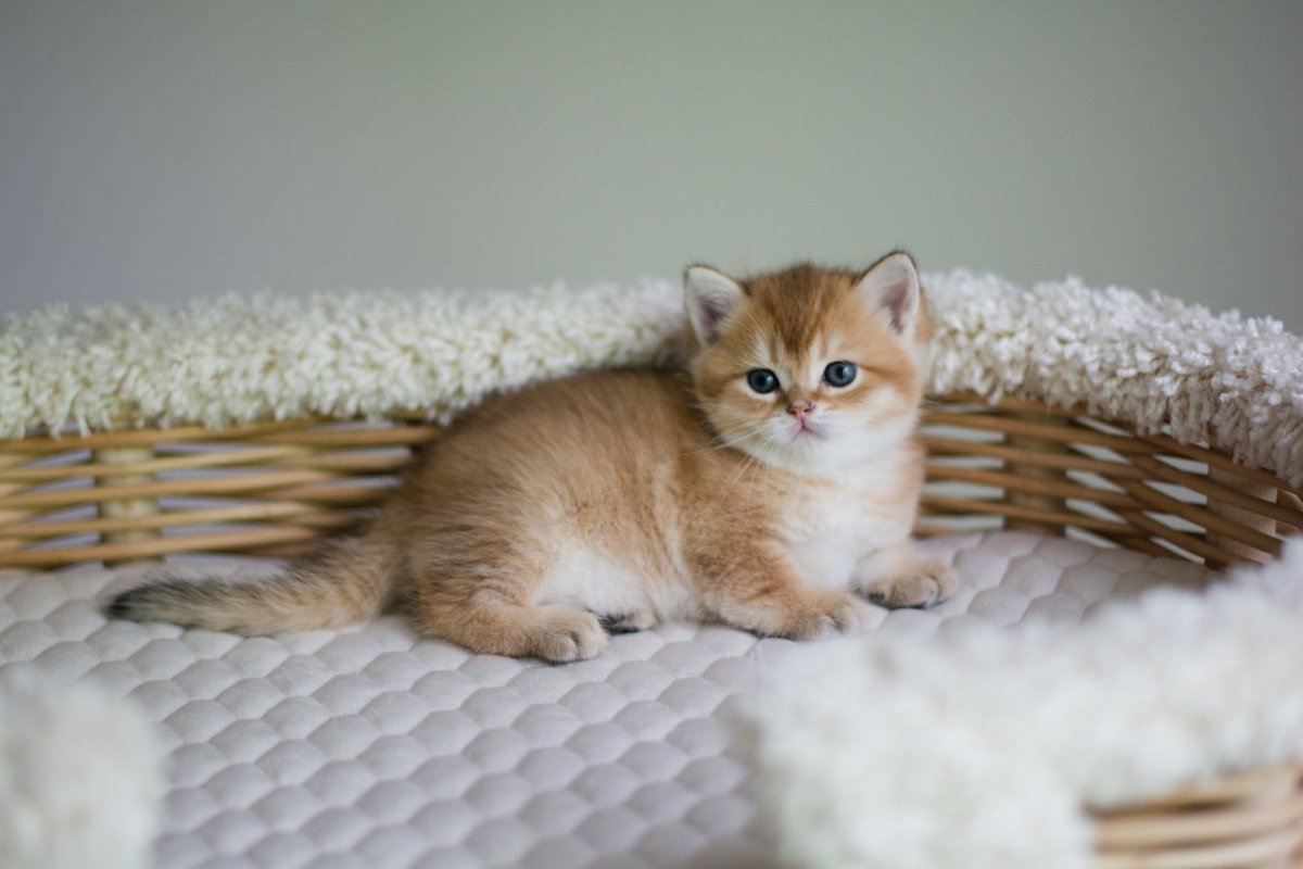 Золотая шиншилла кошка WCF