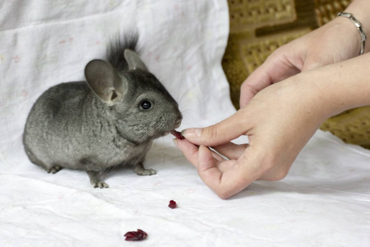 Светлый эбони шиншилла