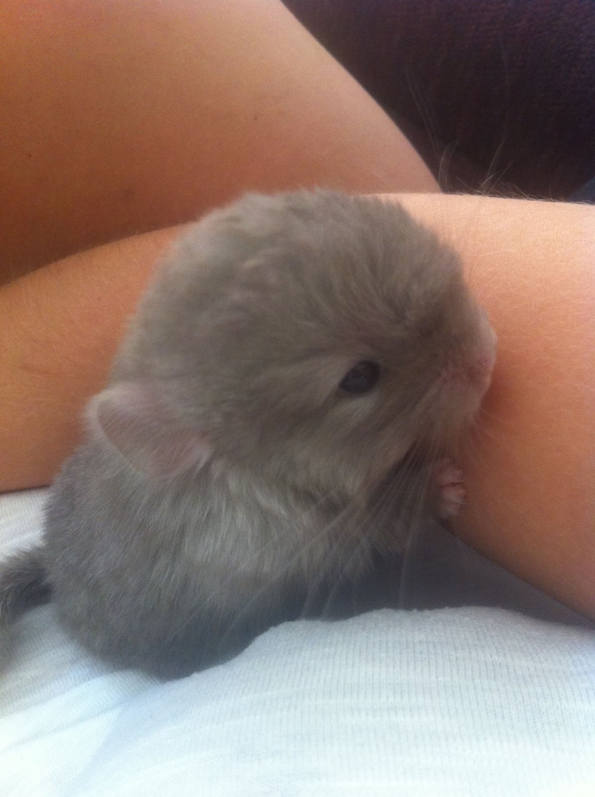 Шиншилла детеныш