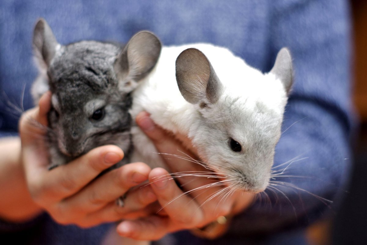 Четыре шиншиллы