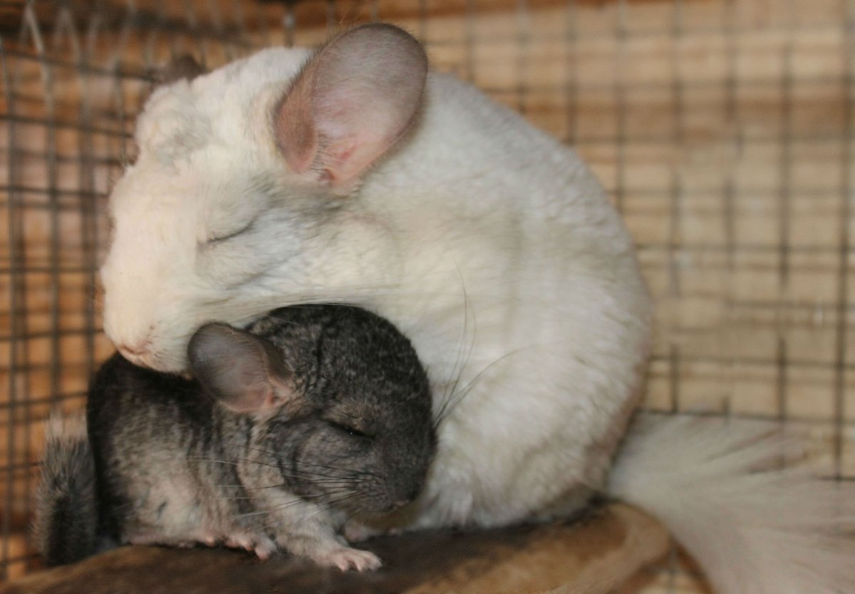 Новорождённая шиншилла белая