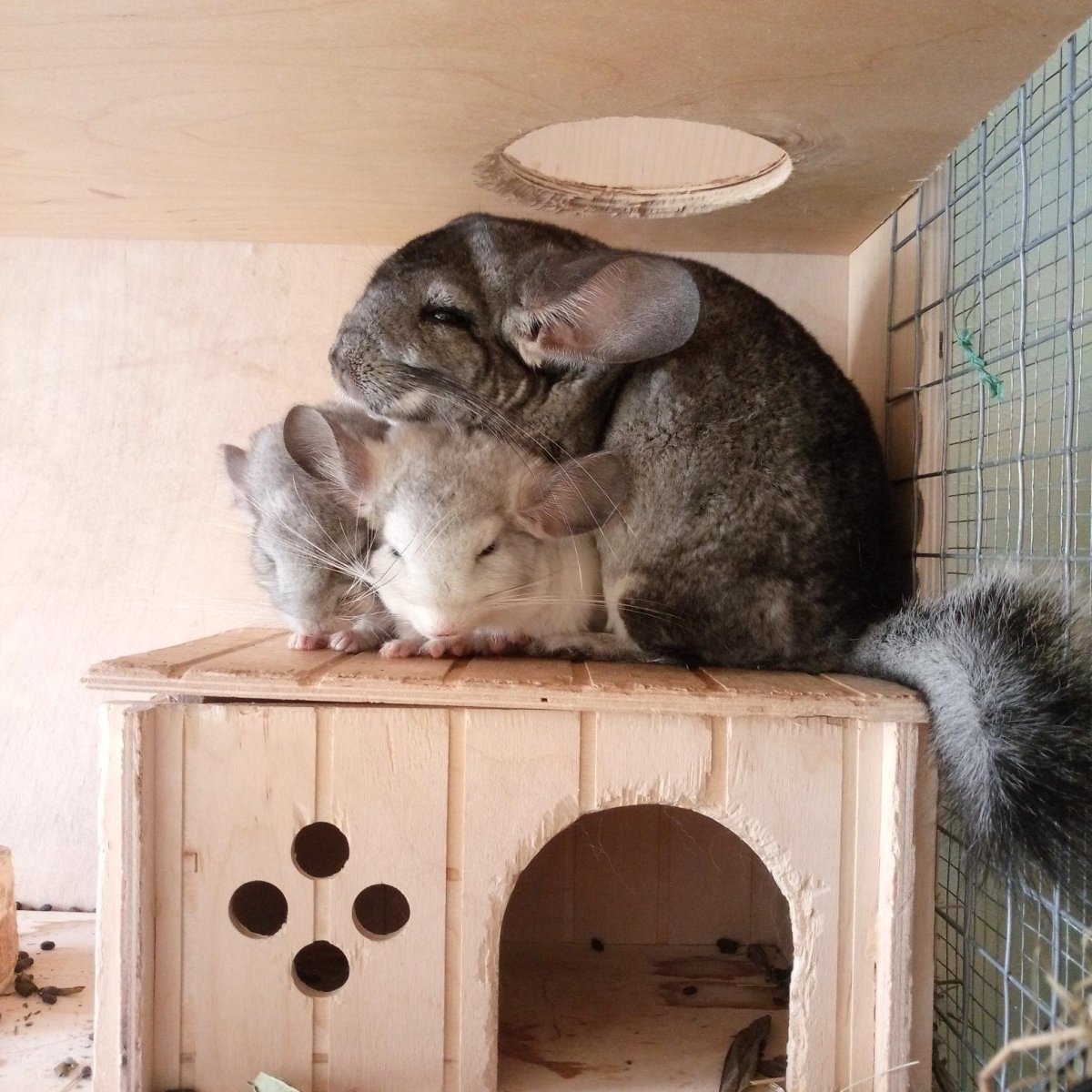 Шиншилла детки