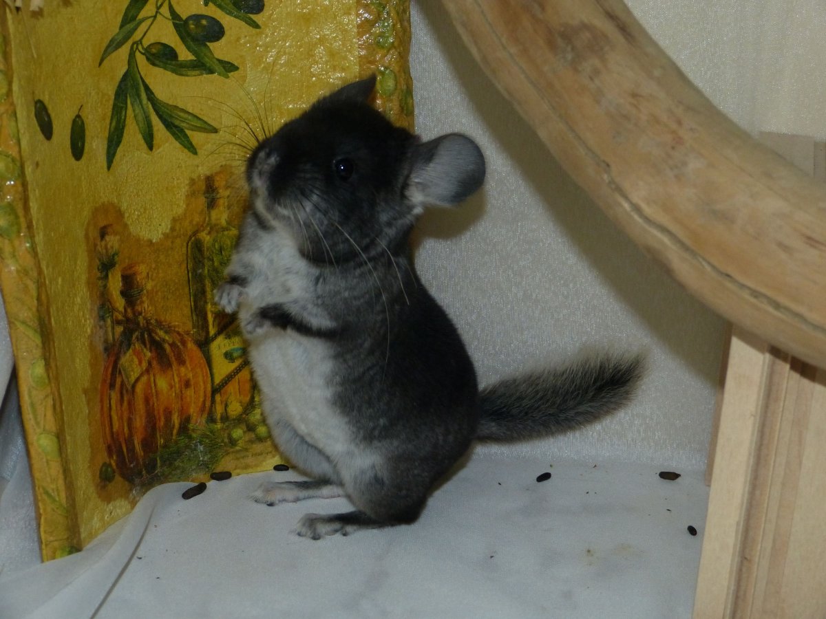 Фотографии шиншиллы Детёныши