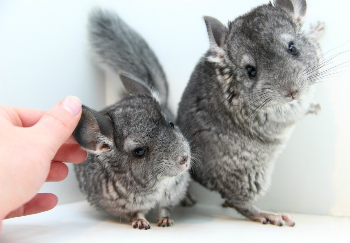 Детеныш шиншиллы