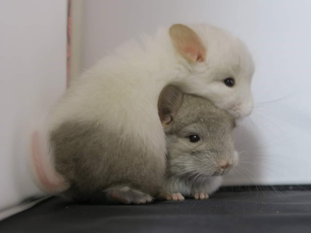 Детеныш шиншиллы