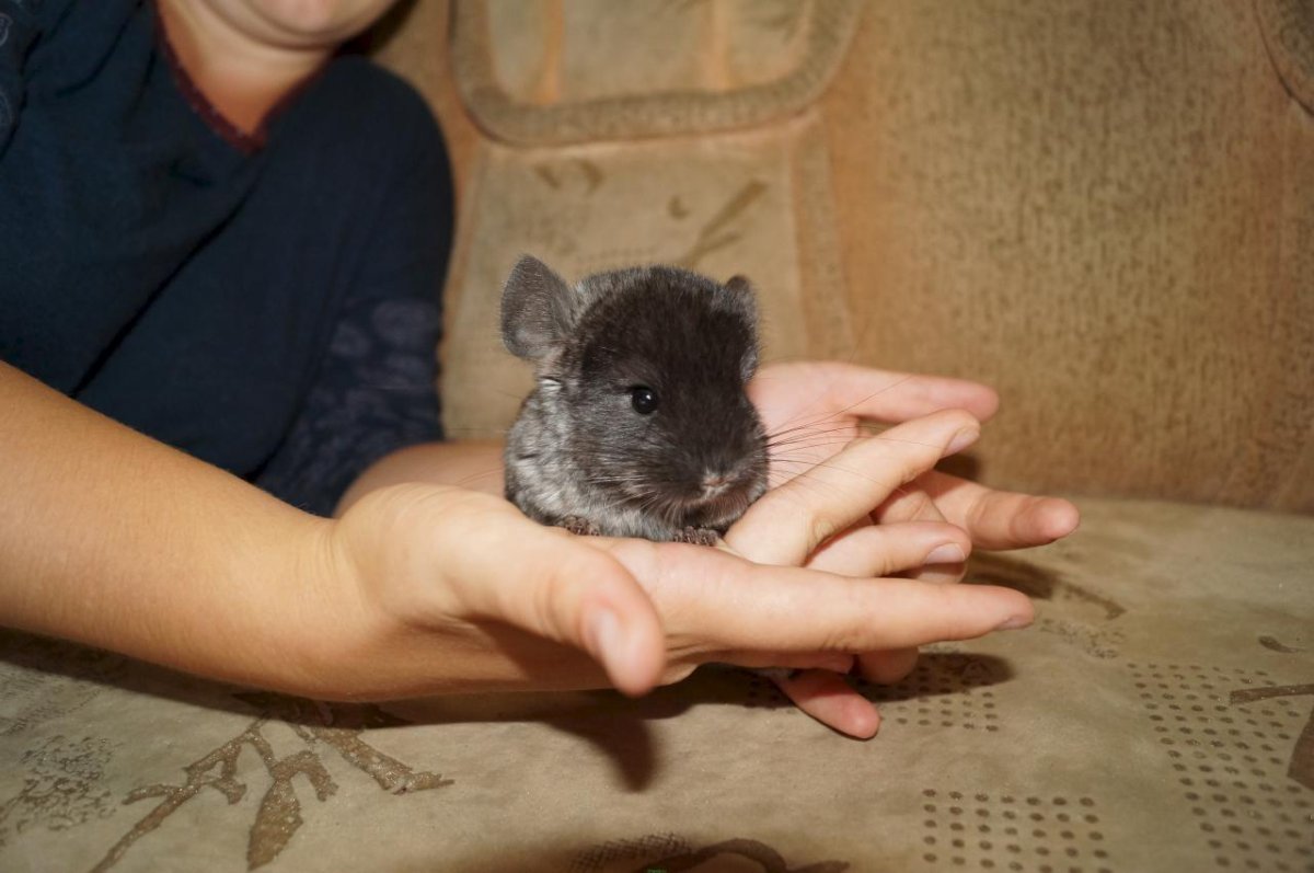 Шиншилла ручная