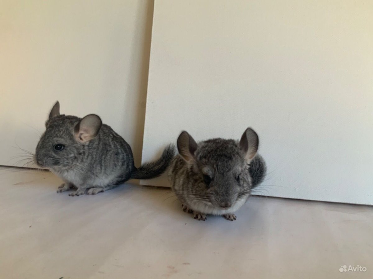 Австралийская шиншилла