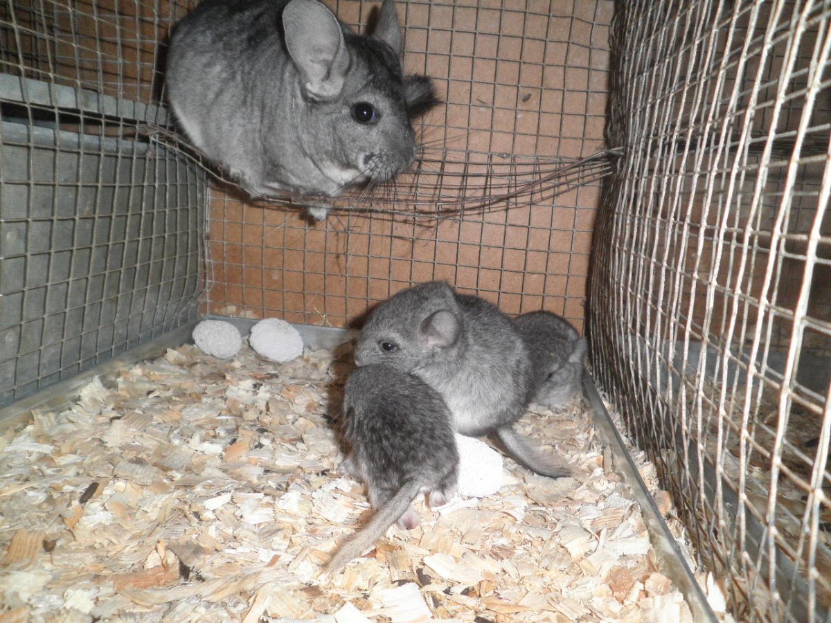 Шиншиллята Новорожденные