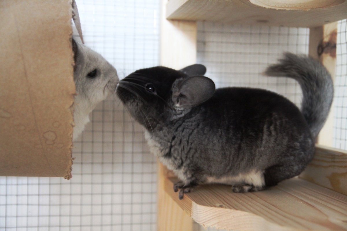 Шиншилла прыгает