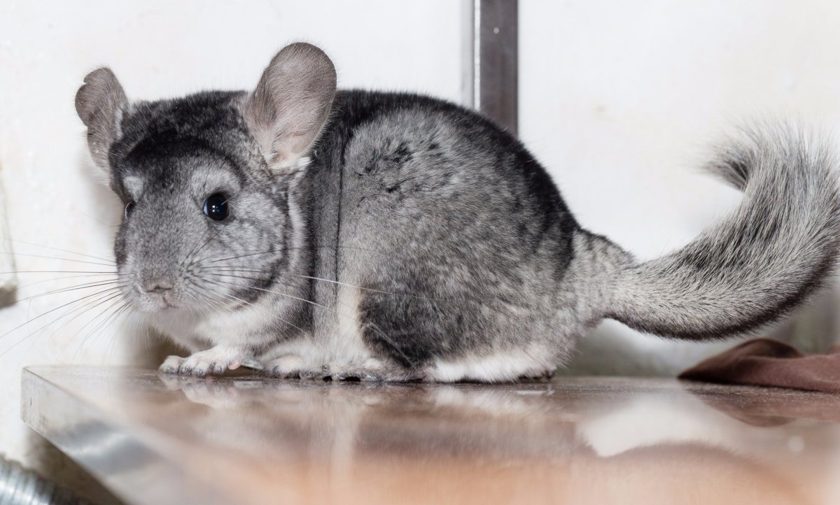 Животное шиншилла