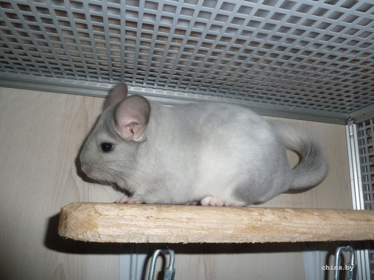 Шиншиллы фото на рабочий стол