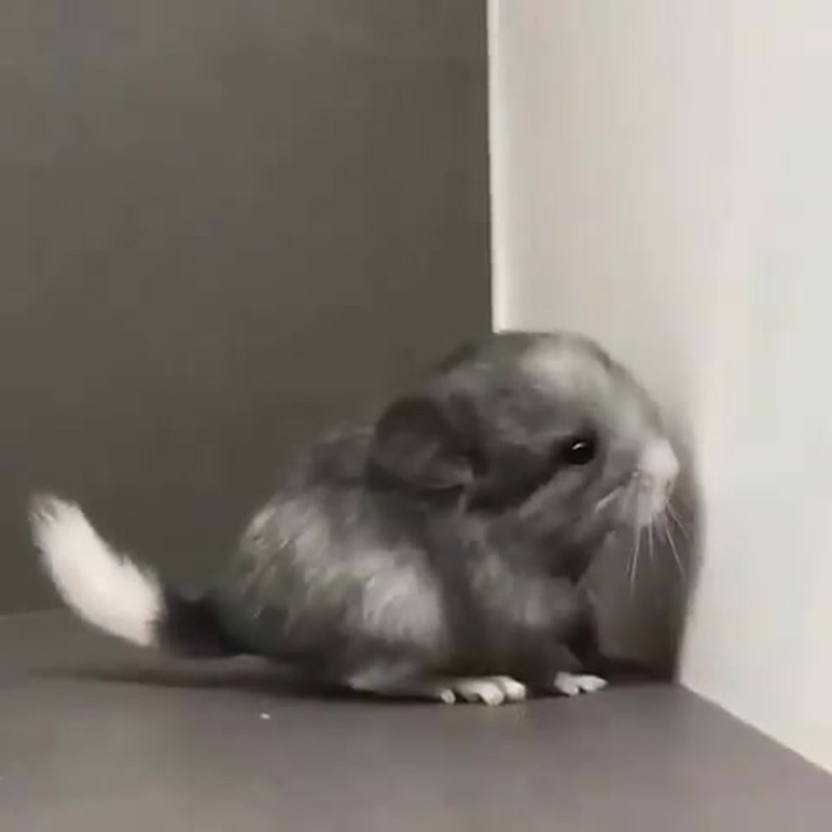 Короткохвостая шиншилла