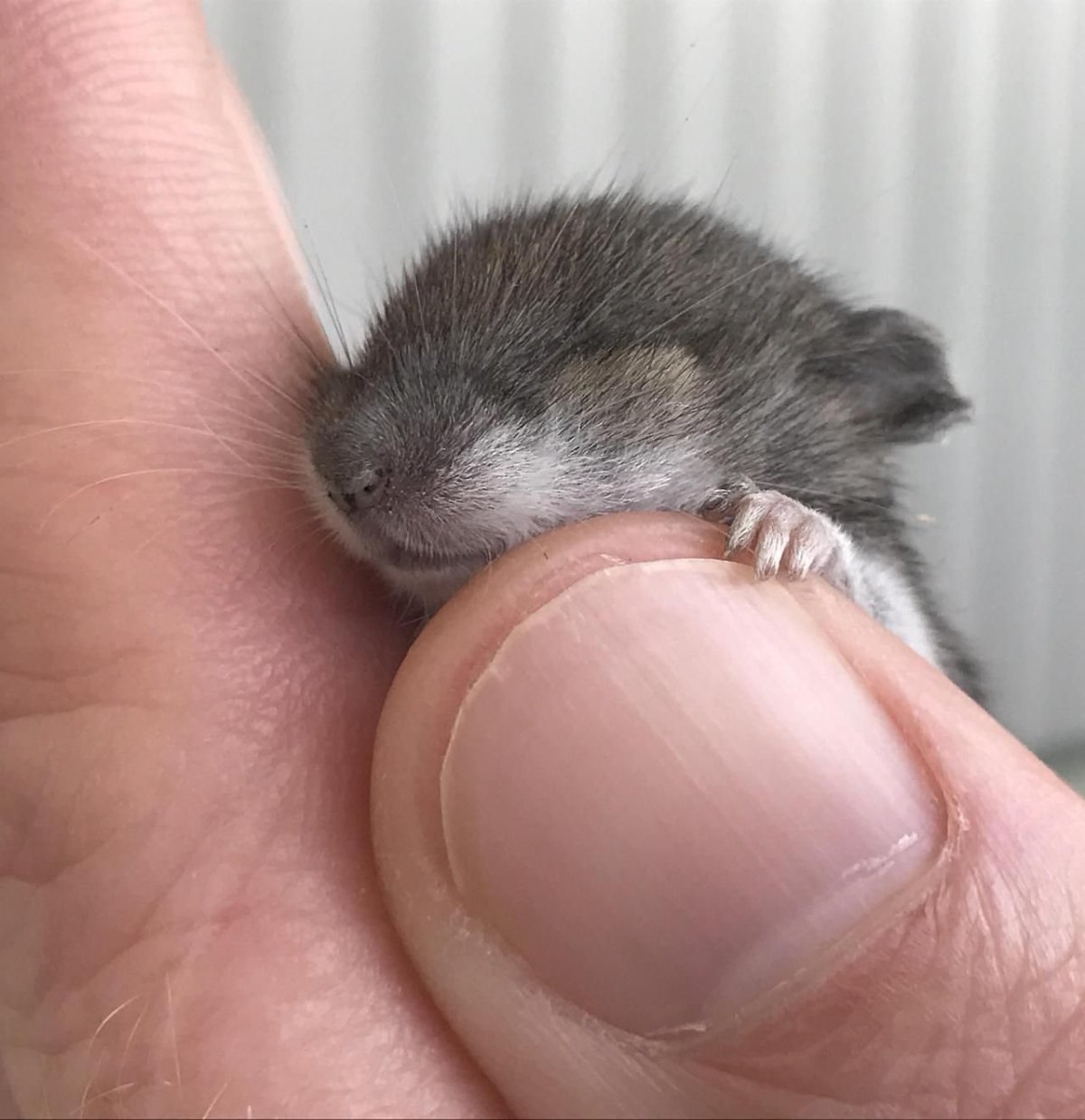 Джунгарский хомяк Детеныши