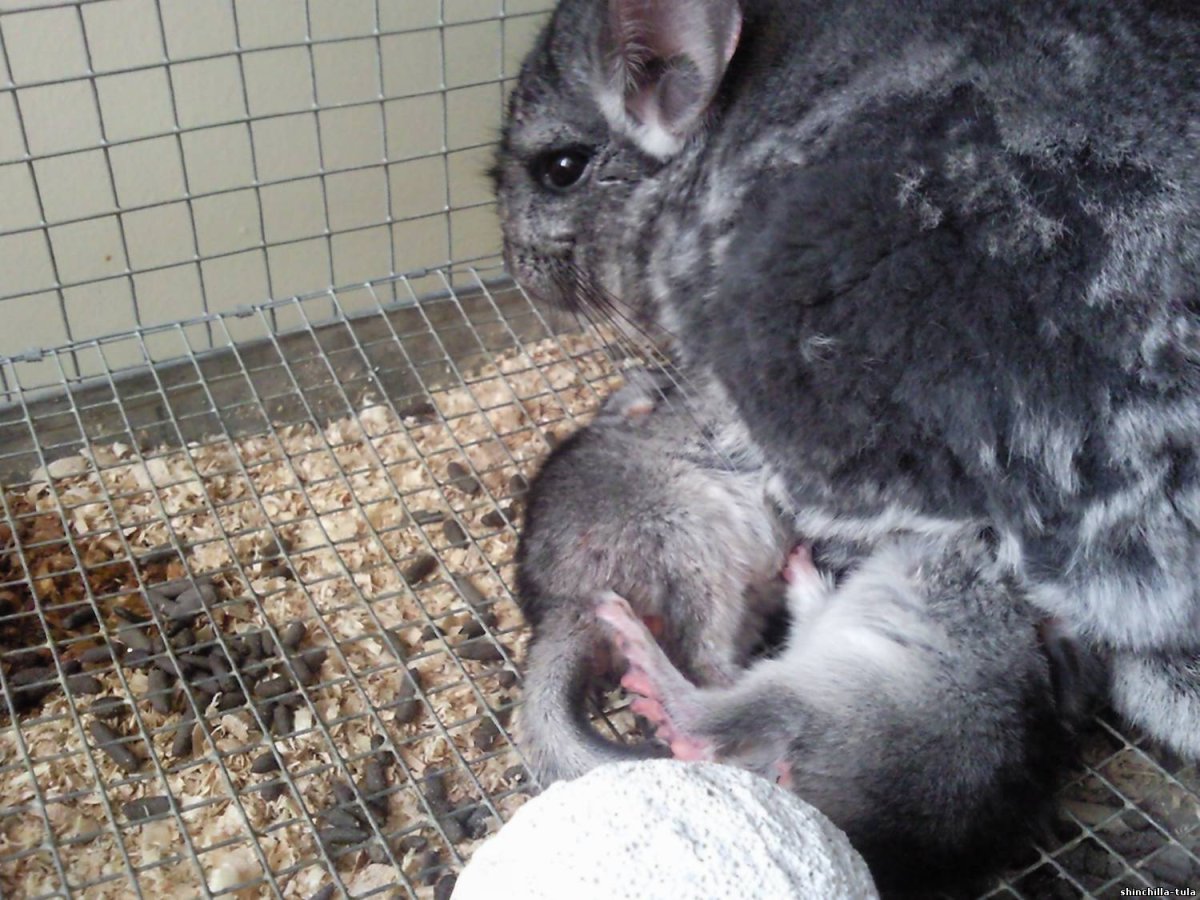 Спаривание шиншилл