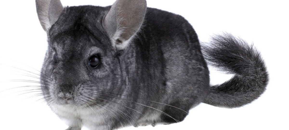 Шиншилла на белом фоне