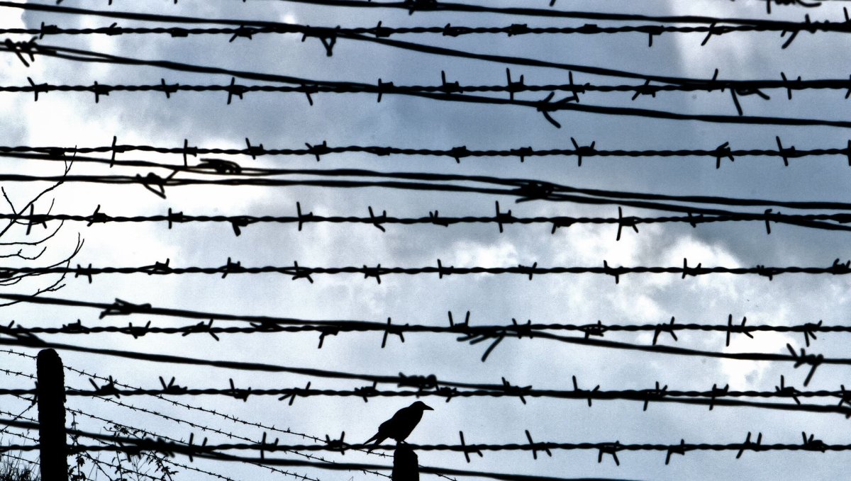 Колючая проволока концлагеря