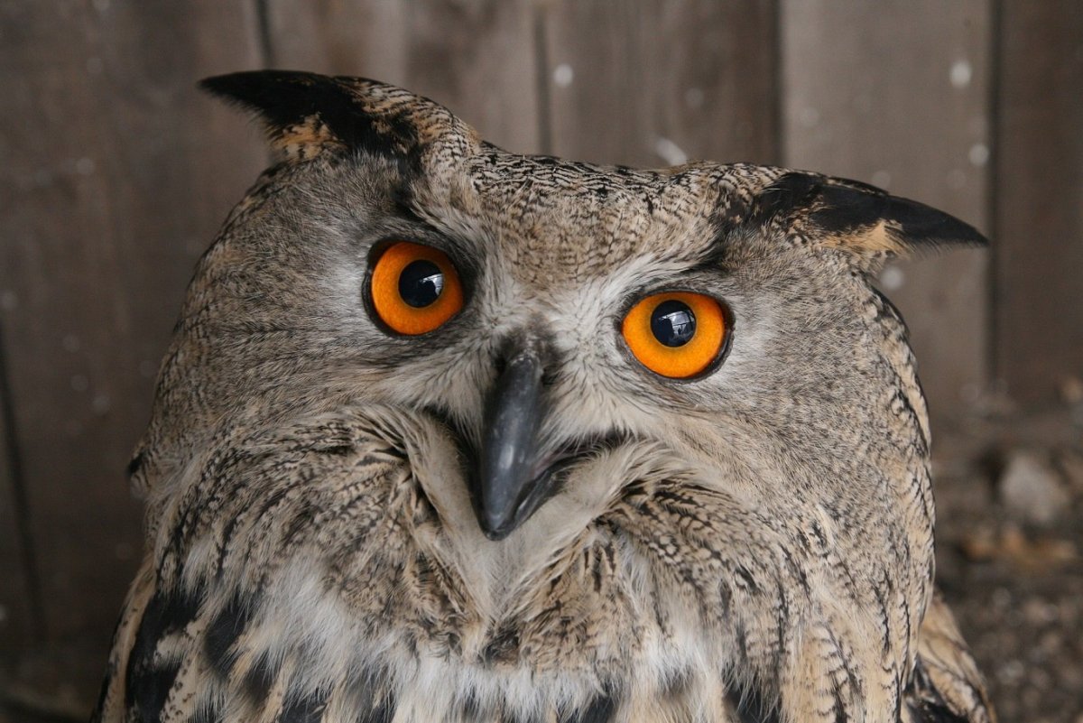 Крупная Сова