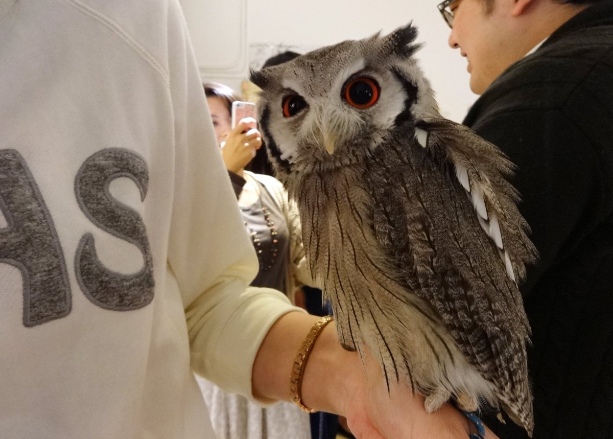 Кафе с совами в Японии