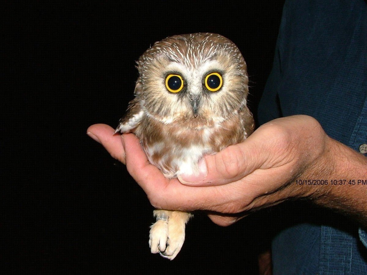 Мохноногий Сыч птенец