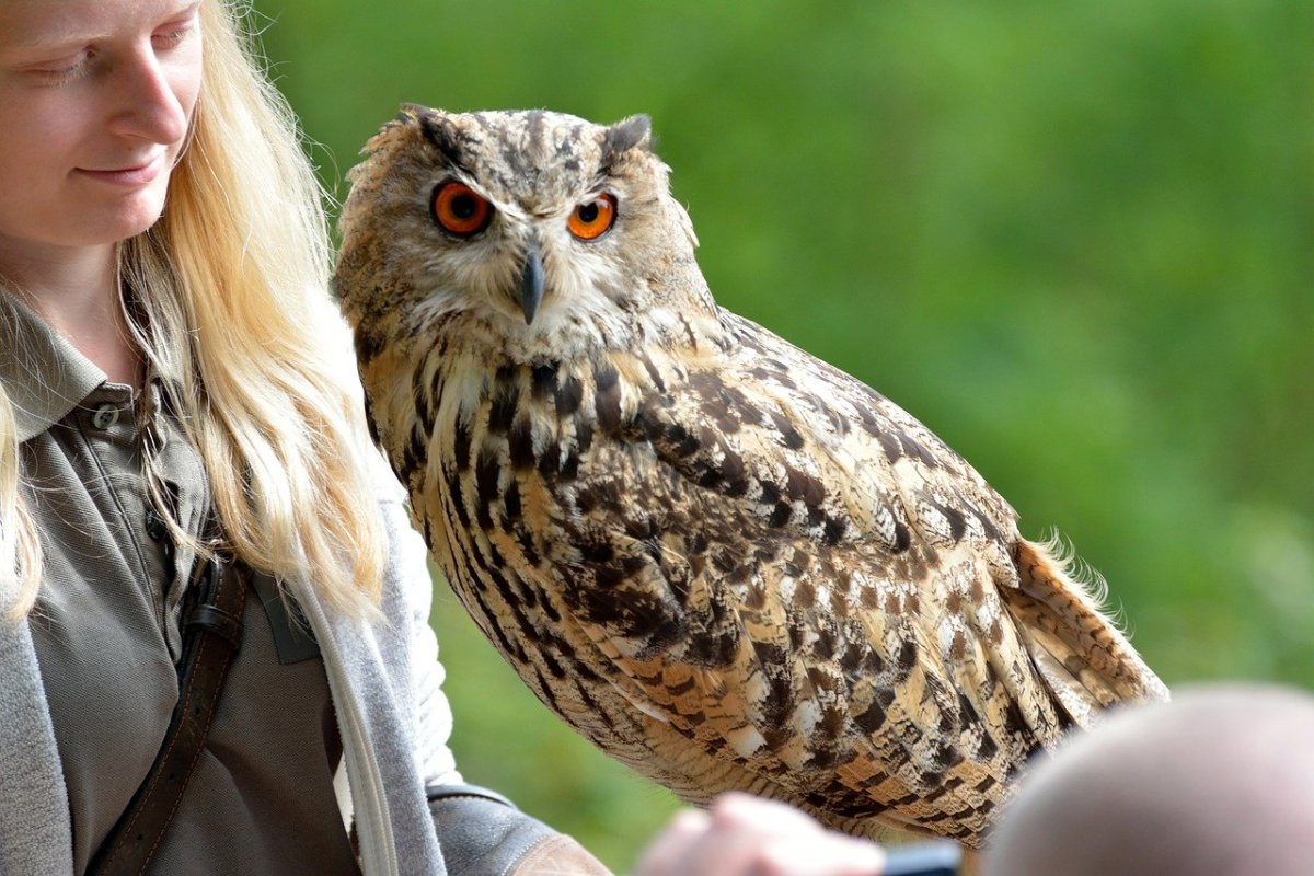Евразийский Филин фото