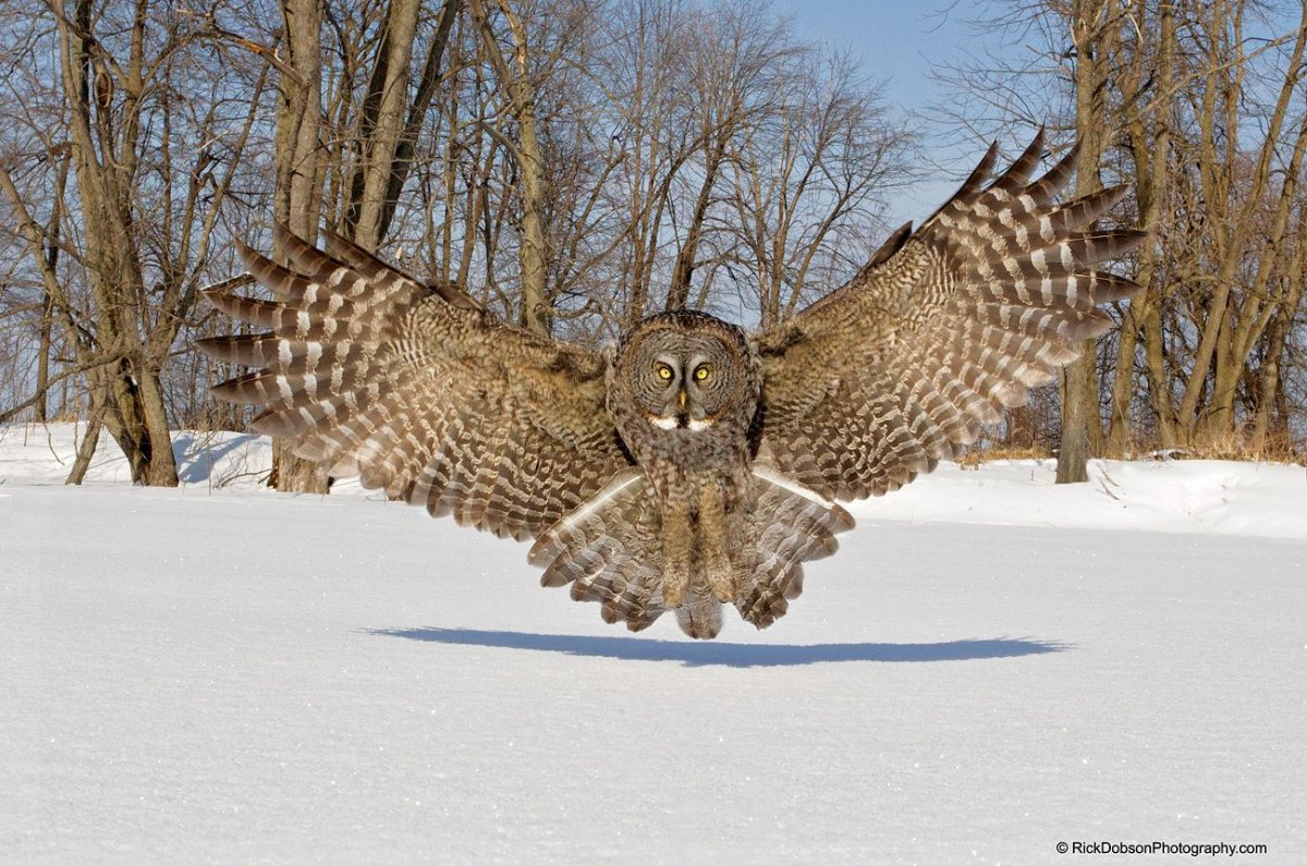 Бородатая неясыть атака